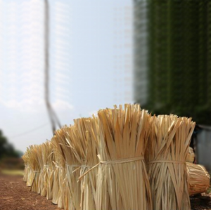 Hojas de palma de Palmyra secas ecológicas, hojas de palma Borassus Flabellifer y decoración. - Product Image 1