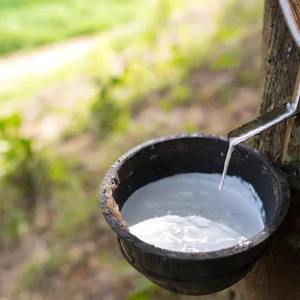 Caoutchouc latex blanc naturel 100 %, qualité supérieure, approvisionnement en gros pour la fabrication de gants, la fabrication de ballons et les adhésifs - Product Image 4