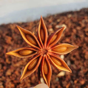 Anis étoilé en gros, épice séchée de haute qualité, assaisonnement, vente chaude automne-printemps, anis étoilé. Contactez-nous au +84 35 254 2206 - Product Image 1