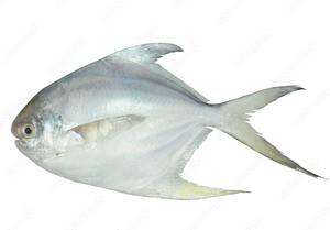 Pescado pomfret blanco plateado de alta calidad disponible a precio de descuento para compradores que buscan suministro en grandes cantidades. - Product Image 4