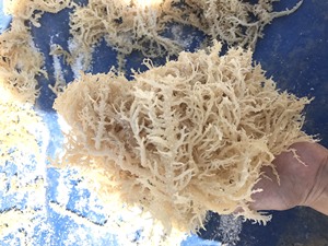 สาหร่ายทะเลอบแห้งคุณภาพส่งออก รสชาติโนริ ยี่ห้อบลูโลตัส ส่วนผสมสะอาด อายุการเก็บรักษา 24 เดือน สำหรับการทำอาหาร - Product Image 6