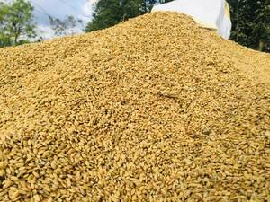 Grano de Cebada de Grado Estándar, Alto en Proteínas, Sin OMG, para Alimentación de Ganado, Proveedor a Granel - Product Image 4