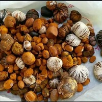 Cálculos Biliares de Buey 100% Naturales de Primera Calidad, Cálculos Biliares de Ganado, Cálculos Biliares de Vaca, Venta Caliente a Precio de Fábrica, Compre Cálculos Biliares de Vaca en Venta