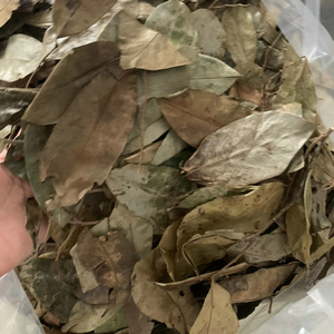 ผู้ผลิตเวียดนามจำหน่ายใบเต้ารีดแห้ง ชาสมุนไพรธรรมชาติ ใบกราวิโอลา ขายส่งจากโรงงาน ผู้ส่งออก - Product Image 4