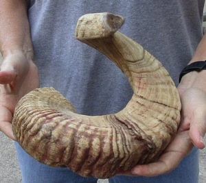 Paire de cornes de mouton géantes, grandes dimensions, cornes naturelles brutes pour la décoration et l'artisanat, haute qualité - Product Image 4