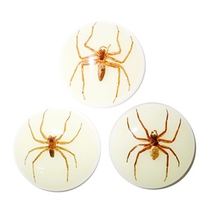 Ghost <b>Spider</b> Real Specimen <b>Plastic</b> Cabochon Round 38x38 mm Glow Flat Bottom for Crafts and Jewelry Making - Product Image 6