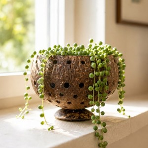 Mini macetas para plantas, las más vendidas, ecológicas, de cáscara de coco. - Product Image 3