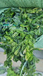 Poudre d'algues vertes séchées-Ulva Lactuca // Ms. Lima - Product Image 3