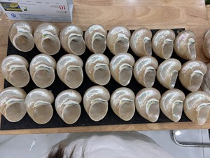 เปลือกหอยเทอร์โบขนาดใหญ่พรีเมียม 14–16 ซม. เปลือกหอยธรรมชาติสำหรับตกแต่ง ผู้ผลิตเวียดนาม จำหน่ายส่งออกจำนวนมาก - Product Image 6