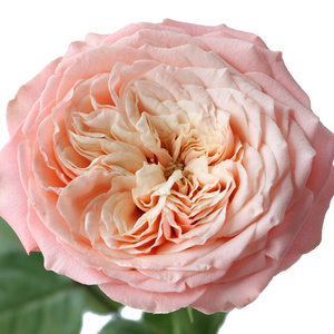 Arrangements Décoratifs Événements Rose Fleur Naturelle Fraîche Qualité Supérieure Belle Fleur Parfumée Produit Floral Adapté - Product Image 5