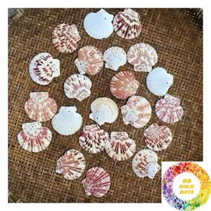 เปลือกหอยเชลล์ธรรมชาติ สีขาว ชมพู เหลือง สำหรับตกแต่งบ้านสไตล์ชายทะเล ขนาด 3-5 ซม. 8-13 ซม. ขายส่ง - Product Image 6