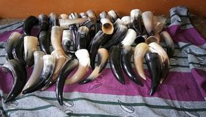 Flûte à vin en corne naturelle, gobelet à champagne, verre à boire fait main au toucher réel, design de tige sculptée, rustique/moderne, pour célébration de mariage - Product Image 5