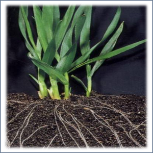 Fertilizante VEDAGRO de Alta OM 55%, Liberación Controlada, Granular NPK 7.5-0-4, Fertilizante Compuesto - Product Image 2