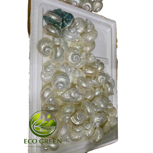 Coquilles turbo naturelles en vrac du Vietnam, coquilles polies pour les propriétaires de crabes ermites, décoration d'aquarium, artisanat de bijoux DIY et souvenirs - Product Image 4