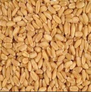 เมล็ดข้าวบาร์เลย์สดออร์แกนิกพรีเมียมและเมล็ดข้าวบาร์เลย์มอลต์ - อาหารสัตว์แบบขายส่ง - Product Image 2