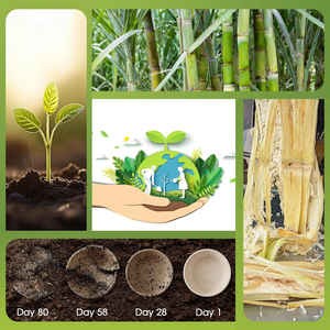 Grands bols jetables compostables en papier, bols à soupe écologiques en bagasse de canne à sucre biodégradable pour salades, flocons de blé naturels - Product Image 2