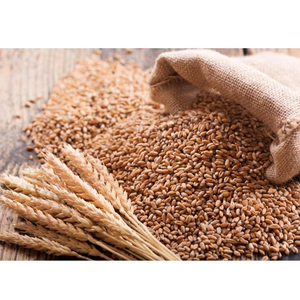 Blé de qualité supérieure en vrac / Meilleur grain de blé / Blé à vendre - Product Image 1
