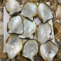 Meilleures coquilles d'huîtres Akoya en nacre naturelle à prix réduit, coquillages de haute qualité pour bijoux et artisanat