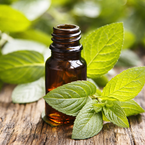 PREMIUM QUALITY PEPPERMINT OIL / ORGANIC NATURAL ESSENTIAL OIL FOR SPA AND PERSONAL CARE PRODUCTS/ MS. ALINA - Product Image 4