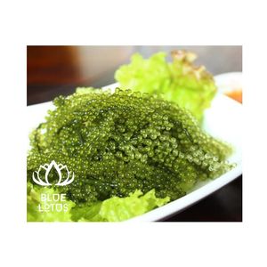 สาหร่ายทะเลแห้งเวียดนาม Caulerpa Lentillifera คุณภาพสูง มีคุณค่าทางโภชนาการสูง พร้อมส่งออกโดยตรง - Product Image 1