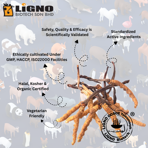 Ophiocordyceps Sinensis LiGNO OCS02 Polvo Crudo Nutracéutico Suplemento Dietético Activo Certificado Halal Kosher Suministro OEM ODM - Product Image 2