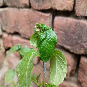 Hojas de Albahaca India de Nueva Temporada con Aroma Natural, Hierbas Secas de Primera Calidad para Compradores Mayoristas Globales - Product Image 3