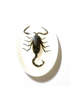 Cabujón Ovalado de Plástico con Espécimen Real de Escorpión Negro 18x25 mm Base Plana Blanca para Manualidades y Joyería - Product Image 1