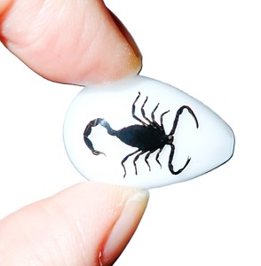 Cabochon Black Scorpion Pear Shape cut <b>top</b> 25x17 mm White Flat Bottom for Crafts and Jewelry Making - Product Image 1