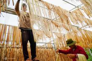 FIBRE DE BANANE ÉCOLOGIQUE SÛRE ET PROPRE APPROUVÉE PAR LES CLIENTS 2026 – MATIÈRE PREMIÈRE VÉGÉTALE POUR LA CONFECTION ARTISANALE ET LA TISSAGE TEXTILE – OFFRE EN GROS - Product Image 4