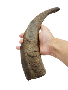 Masticable de cuerno de búfalo natural para perros, snack proteico de alta demanda a un excelente precio, masticables para perros, tamaño personalizable por Barkah - Product Image 3