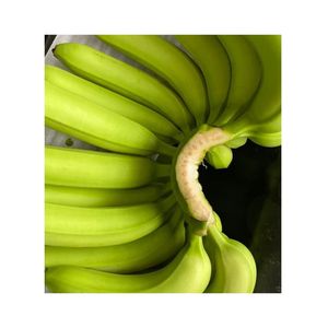 Vente Flash Bananes Cavendish Fraîches de Qualité Supérieure - Bananes Vertes Fraîches - 13 kg de Fruits Tropicaux du Vietnam à Prix Compétitif - Product Image 1