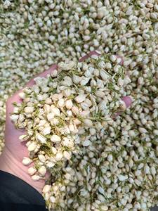 Capullos de Jazmín Secos Vietnamitas, Método Tradicional de Aromatización para un Auténtico Té de Jazmín - Product Image 6