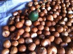 Champignons de paille cultivés au Vietnam / Champignons salés en conserve de haute qualité - Product Image 4