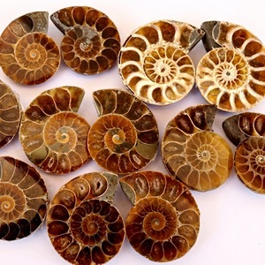 Offre Spéciale Grande Vente : Fossiles d'Ammonites, Tranches de Coquillages, Pierres Précieuses en Vrac, Cabochons pour la Fabrication de Bijoux - Product Image 1