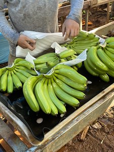 Plátanos Congelados IQF en Rodajas de Alta Calidad de Vietnam, Gran Venta - Product Image 2