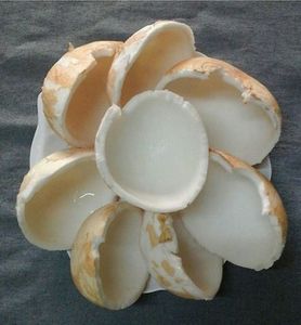 เนื้อมะพร้าวแท้ 100% |   ผงเนื้อมะพร้าวออร์แกนิกสำหรับการผลิตขนมหวาน - Product Image 6