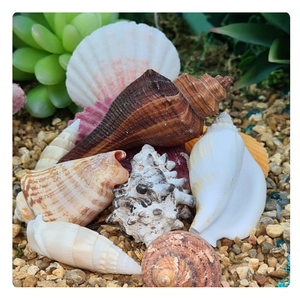 Coquillages naturels de haute qualité pour achat en gros Idéal pour l'artisanat, les souvenirs et les projets de décoration intérieure côtière - Product Image 2