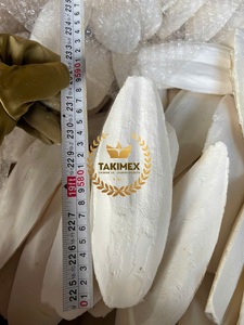 Hueso de sepia de alta calidad para aves, presentación a granel, calcio natural para tortugas y conejos, cuidado del pico, fortalecimiento de la caparazón, de Vietnam - Product Image 6
