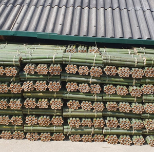 Pôles en bambou naturel de haute qualité, vente en gros depuis le Vietnam pour les acheteurs et les distributeurs internationaux - Product Image 1