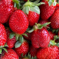 Premium kwaliteit verse bramen, natuurlijk zoet en sappig, GMO-vrij, boerderijvers, 25kg, gezond eten, natuurlijke voeding