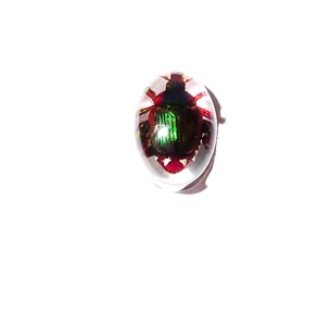 Cabochon ovale en plastique avec spécimen réel de coléoptère Golden Cockchafer, 12x18 mm, fond plat transparent, pour artisanat et fabrication de bijoux - Product Image 6