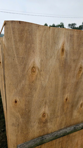 Placage de bois d'acacia 100 % naturel, écologique et durable, coupé rotativement, pour la construction industrielle et le contreplaqué - Product Image 3