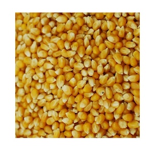 Maïs jaune de qualité supérieure, graines de maïs séchées pour l'alimentation humaine, l'élevage, la volaille et l'alimentation animale, provenant de l'UE, maintenant disponible à la vente. - Product Image 3
