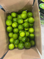 Citrons sans pépins du Vietnam avec une peau lisse Taille S M L Disponible Emballé Frais pour les supermarchés et les acheteurs mondiaux en gros