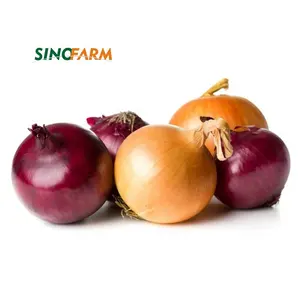 Bulk Onions Fresh Competitive Price