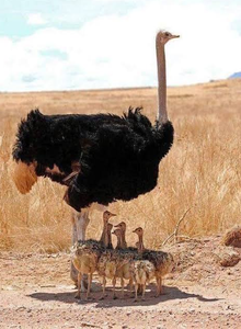 South <b>African</b> Black-necked Ostrich Breeding Birds NMF (PVT) LTD Brand Long Shelf Life for Bulk Orders International Markets - Product Image 4