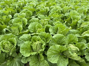 Productos de Alta Calidad: Espinaca Verde Japonesa, Rábano, Repollo, Batatas Frescas - Product Image 6