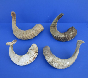 Corne de Bélier / Corne de Mouton de Haute Qualité, Artisanat Naturel, 100% Naturelle, Corne de Bélier Polie, Shofar en Promotion - Product Image 4