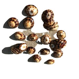 CONCHAS DE MAR LIMPIADAS PULIDAS LIMPIADAS Y CLASIFICADAS EN VIETNAM LISTAS PARA ARTESANÍA - Product Image 1