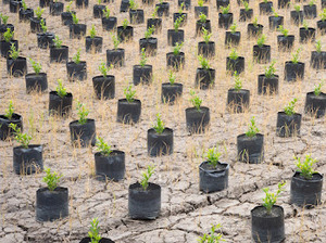 Mug biodégradable et compostable UKHI BRAND en bagasse de maïs, recyclable, écologique, anti-déversement, avec logo personnalisé - Product Image 6